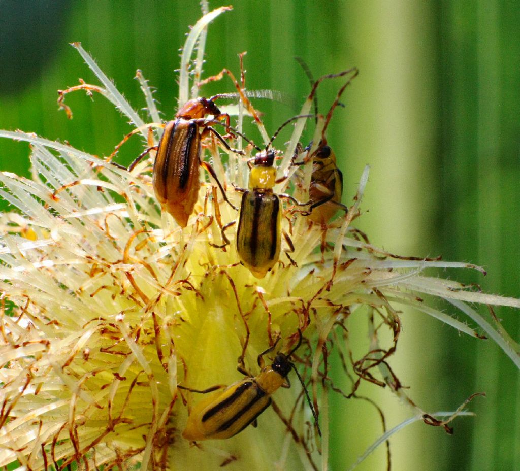 Diabrotica virgifera